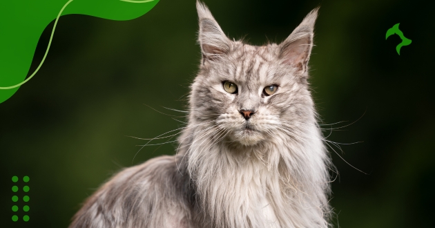 Raça de Gato Gigante: Conheça as Maiores Espécies do Mundo