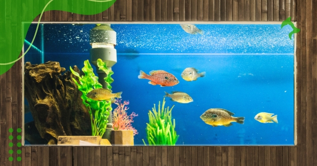 Tratamento de Doenças Comuns em Aquários: Como Identificar e Agir Rapidamente