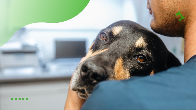 Doenças Comuns em Cães e Seus Principais Sintomas