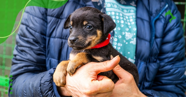 Como Adotar Cachorro de Raça de Forma Segura e Responsável