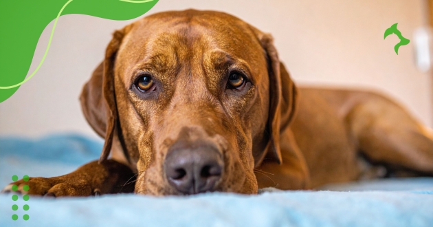 Doenças Comuns em Cães: Saiba Identificar Sintomas Frequentes