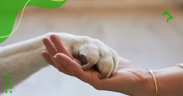 Saúde Animal Dicas Práticas que Todo Tutor Precisa Conhecer