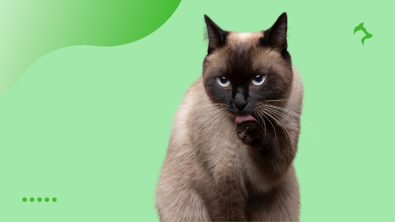 O Que Saber Antes de Levar um Gato Siamês Filhote para Casa