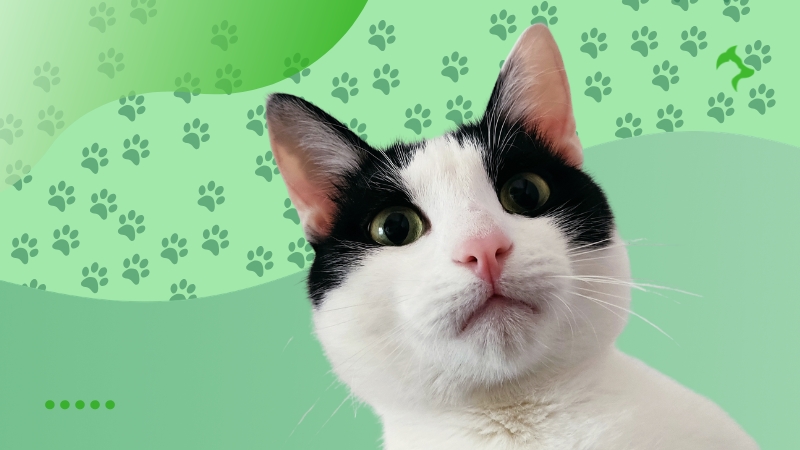 Principais Dicas de Como Melhorar Saúde do seu Gato