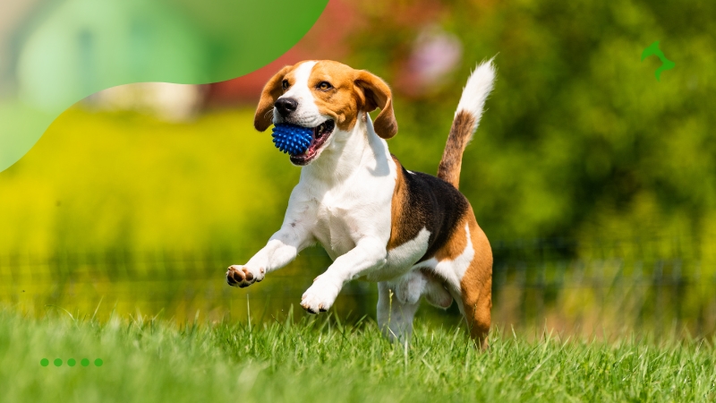 Principais Raças de Cães Dóceis para uma Melhor Convivência