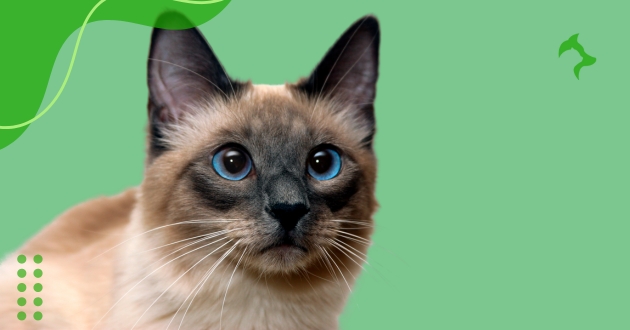 Como Cuidar de Gato Siamês Filhote?