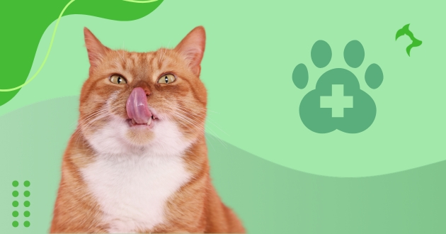 Como Melhorar Saúde do Gato com Práticas Simples