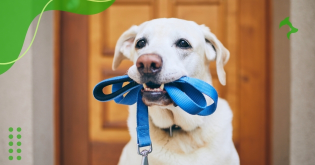 Raças de Cães Dóceis: Ideais para Crianças e Apartamentos