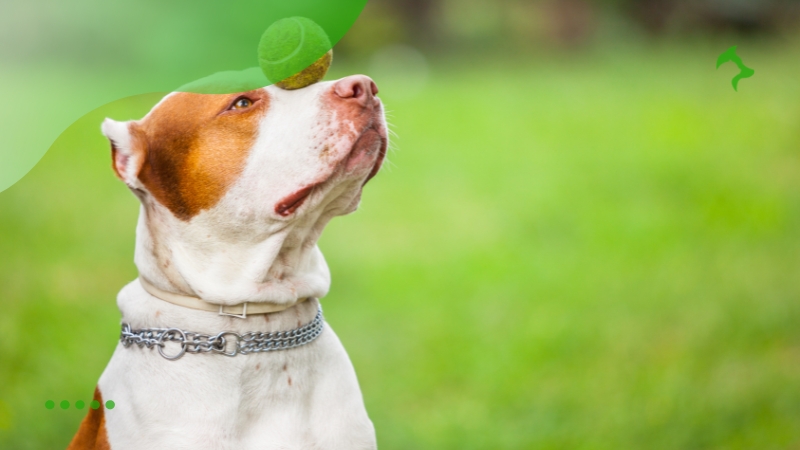 Como Criar um Pitbull de Forma Segura e Responsável