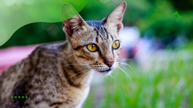 Como Cuidar de Raças de Gatos Hipoalergênicos Corretamente