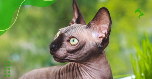 Como Cuidar de Raças de Gatos Hipoalergênicos do Jeito Certo