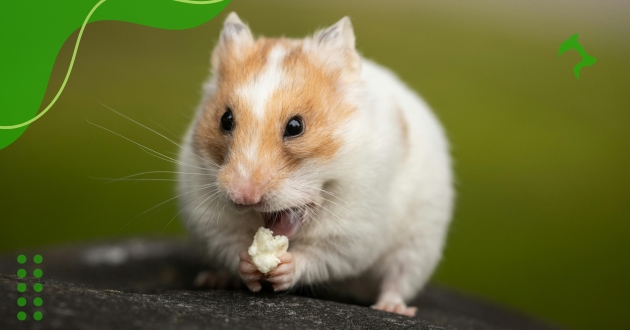 Dicas Cuidados Hamster: Guia Completo para Iniciantes