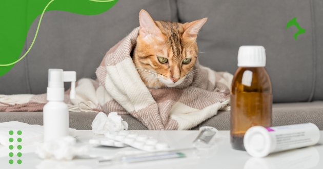 Doenças Comuns em Gatos e os Sinais de Alerta para se Observar