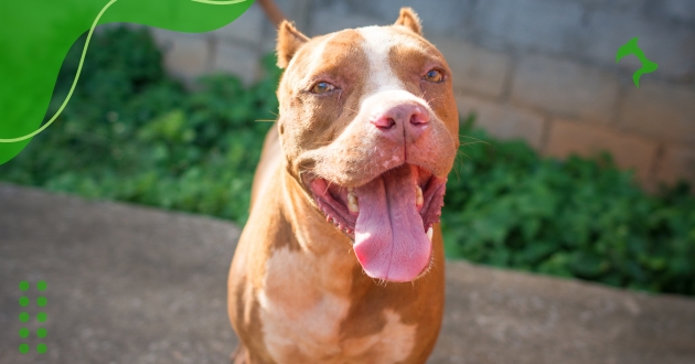 Pitbull é Perigoso? Mitos, Verdades e Como Criar o Cão Corretamente
