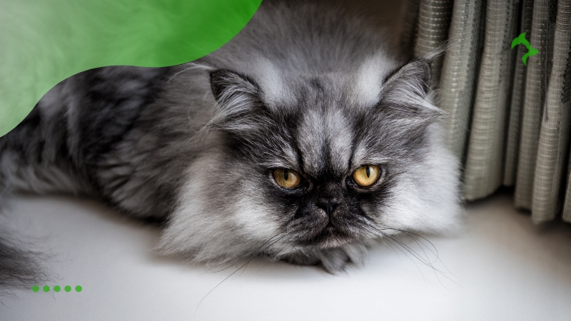 Principais Características dos Gatos Persa e Suas Curiosidades