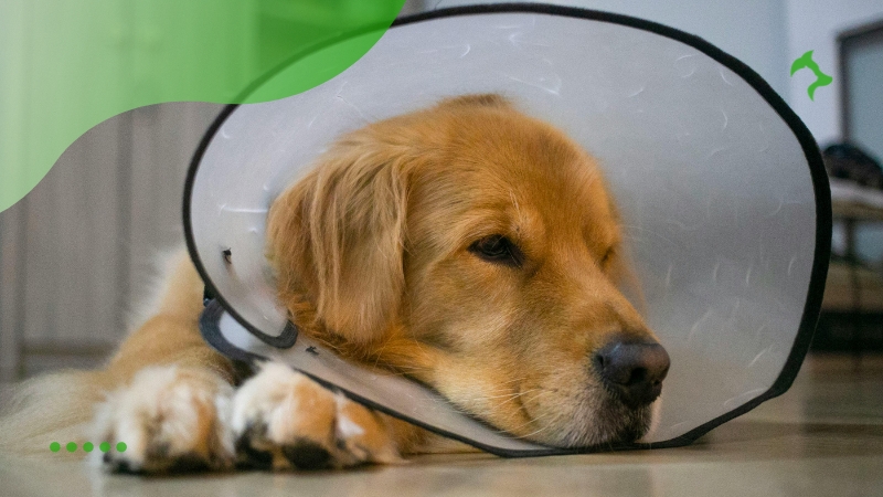 Principais Doenças em Cães e seus Sintomas