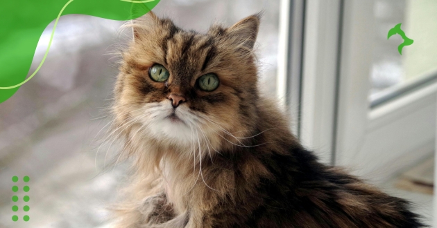 Características dos Gatos Persa: Comportamentos e Cuidados