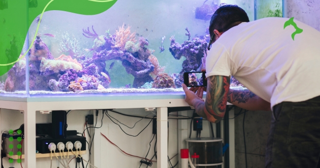 Manutenção Regular do Filtro do Aquário para Iniciantes