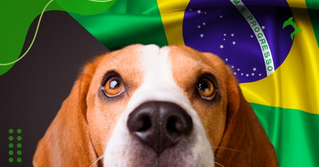 Raças de Cães Mais Populares no Brasil Atualmente