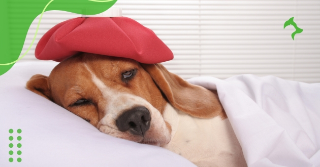 Sintomas de Doenças em Cães Preocupantes