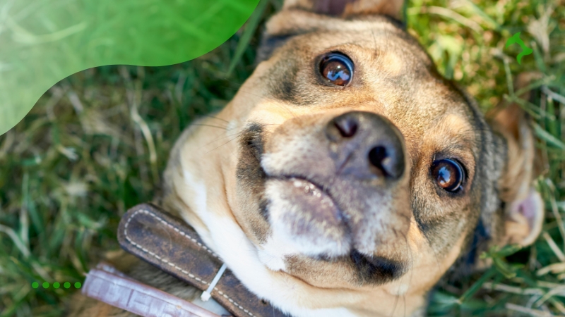 Principais Dicas para a Higiene em Animal Doméstico