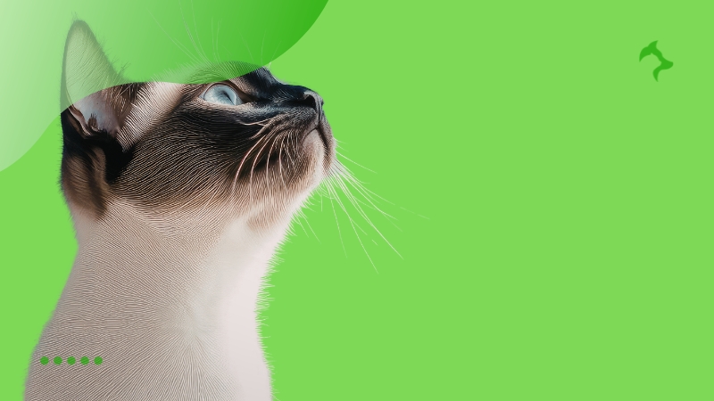 Principais características do Temperamento do Gato Siamês