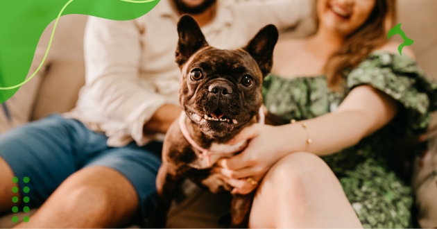 Dicas Higiene Animal Doméstico no Dia a Dia