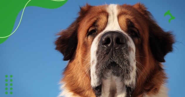 Raças de Cachorros Grandes mais Populares para Famílias