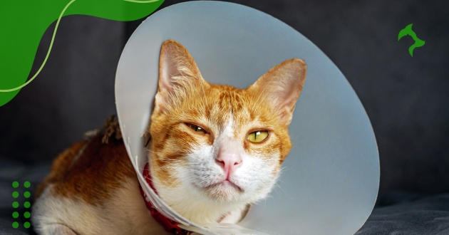 Sintomas de Doenças em Gatos e quando Procurar Ajuda