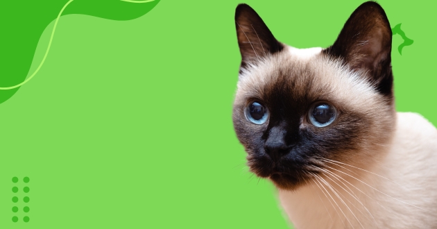Temperamento do Gato Siamês é Dócil ou Agitado?