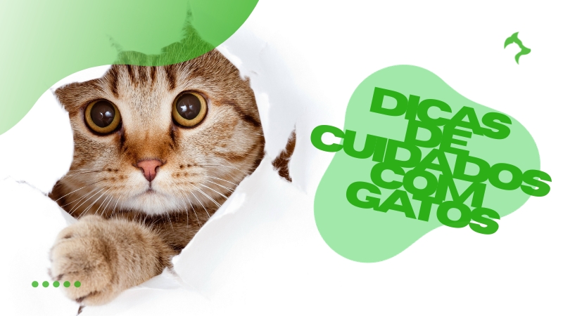 Dicas de Cuidados Essenciais com Gatos no Ambiente Doméstico