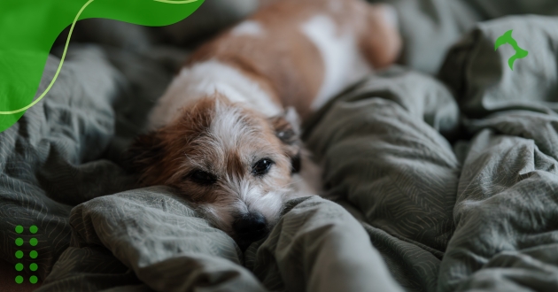Como Tratar Pulgas Cães e Proteger a Saúde do Seu Pet?