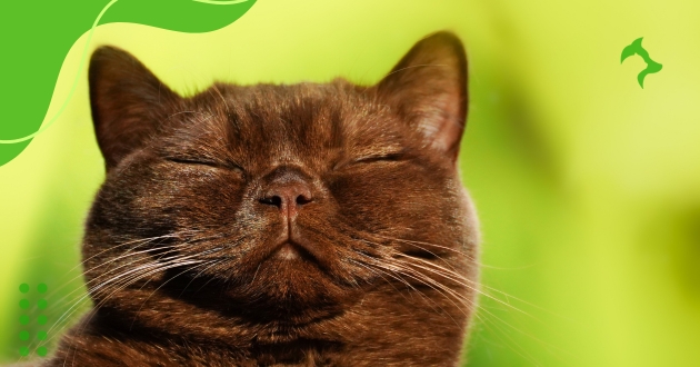 Dicas Cuidados com Gatos: Rotina de Saúde, Higiene e Carinho