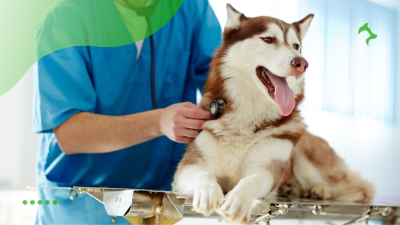 Vacinas Essenciais para Cães em cada Fase de sua Vida