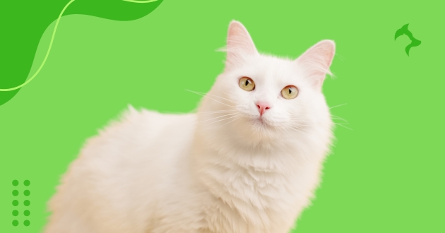 Cuidados com Gato Angorá desde Filhote até a Vida Adulta