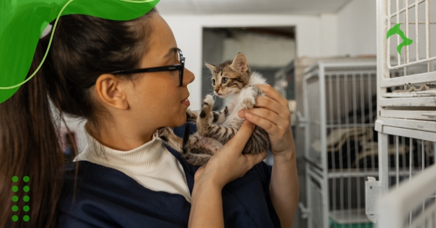Cuidados com Gatos em Casa Essenciais para a Saúde do Pet
