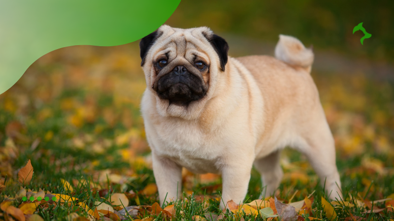 problemas de saúde em pug