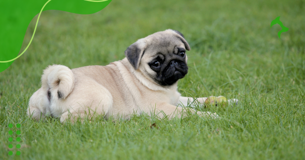 Problemas de saúde em pug: conheça os principais riscos e cuidados com a raça