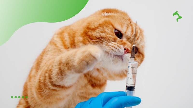 3 Principais Vacinas Essenciais para Gatos