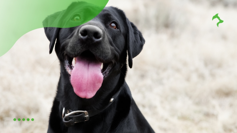 Principais Raças de Cachorros Calmos para Ambientes Familiares