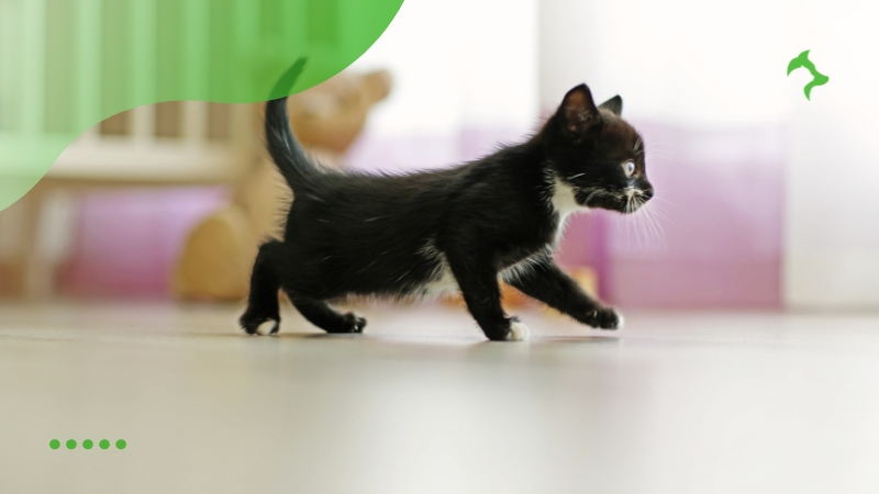 Principais Raças de Gatos Pequenos para se ter em Casa
