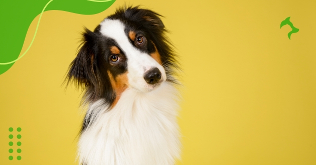 Dicas Prevenção Doenças Pets para Cães e Gatos