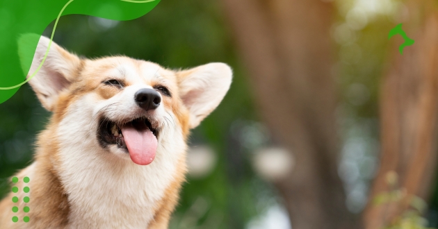 Raças de Cachorros Calmos para Crianças mais Conhecidas