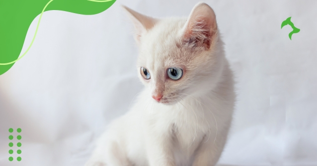 Raças de Gatos Pequenos para Conviver em Pequenos Espaços