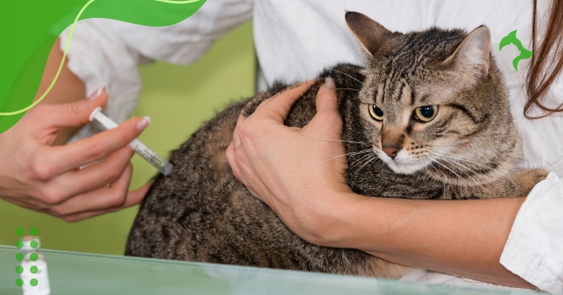 Vacinas Essenciais para Gatos que Ajudam a Proteger o Pet