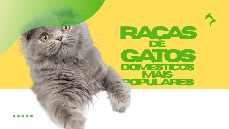Raças de Gatos Domésticos mais Populares no Brasil Hoje