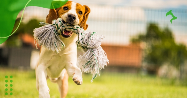 Alimentação Saudável para Cães para um Melhor Convívio