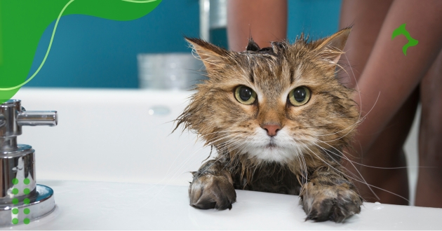 Higiene de Gatos Corretamente para uma Saúde Ideal