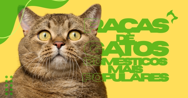 Raças de Gatos Domésticos mais Populares