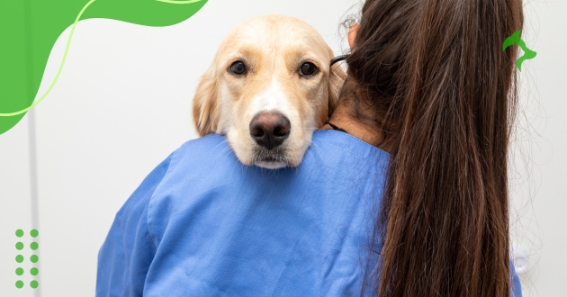 Cuidados Veterinários Preventivos Pets que são Fundamentais